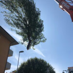 Abbattimento-Pioppo-4
