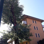 Abbattimento-Pioppo-7
