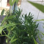 IMG-20180628-WA0012