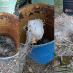 processionaria-2