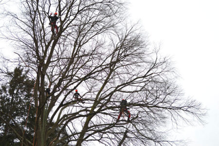 treeclimbing-02-450x300