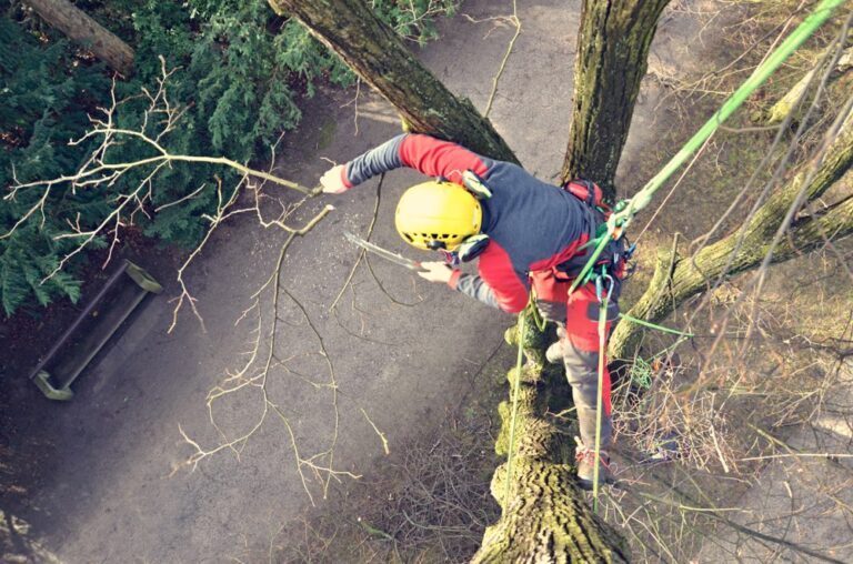 Arborist man cutting a branches and throw on a ground. Tree and nature