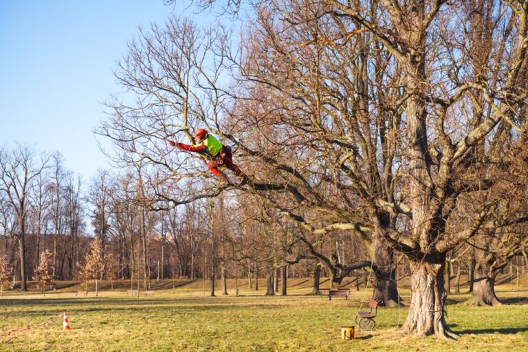 Arborist man cutting a branches with chainsaw and throw on a ground. The worker with helmet working at height on the trees. Lumberjack working with chainsaw during a nice sunny day. Tree and nature