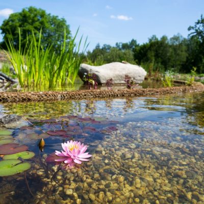Biolago naturale SabGreen