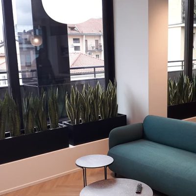 sabgreen-verde-per-interni-vasi-di-sansevieria-all-interno-dell-area-relax