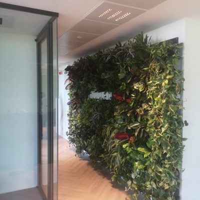 sabgreen-verde-per-ufficio-realizzazione-di-una-parete-vegetale-all-interno-di-un-corridio-di-un-ufficio