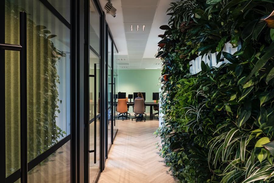 Verde d'interno realizzazione parete vegetale da parte di Sabgreen all'interno di un ufficio