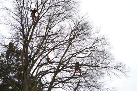 treeclimbing-02
